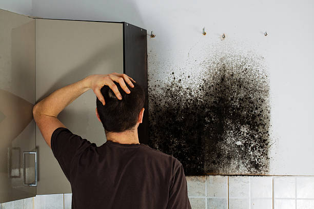Best Basement Mold Remediation in Rupert, ID